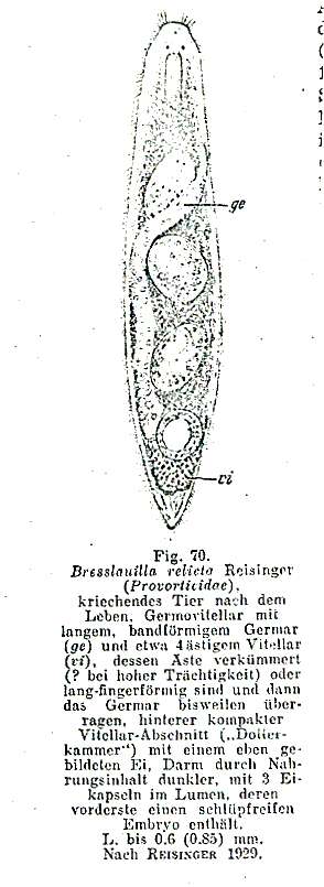 Image of Bresslauilla