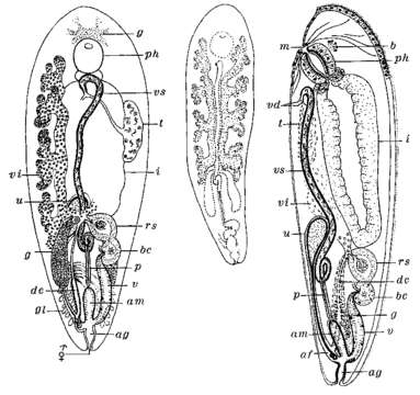 Image of Monticellina