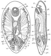 Image of Notothrix