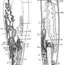 Image of Seritia elegans (Westblad 1953)