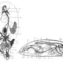 Wahlia macrostylifera Westblad 1930 resmi