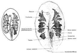 Image of Anoplodiopsis