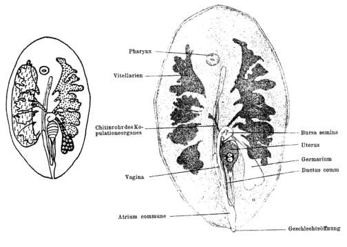 Image of Anoplodiopsis