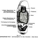 Image of Didymorchis paranephropis Haswell 1900