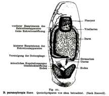 صورة Temnocephaloidea