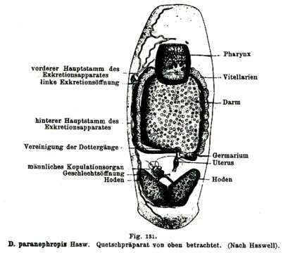 Image of Temnocephaloidea