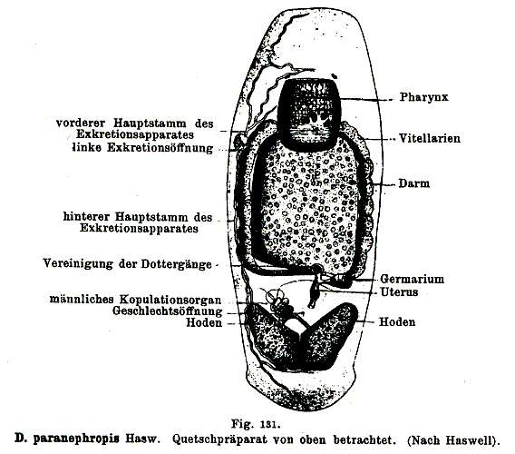 صورة Temnocephaloidea