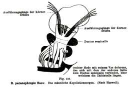 صورة Temnocephaloidea