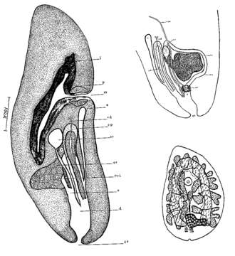 Sivun Macrogynium kuva