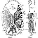 Image of Paranotothrix queenslandicus Cannon 1982