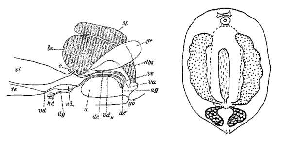 Image of Collastoma