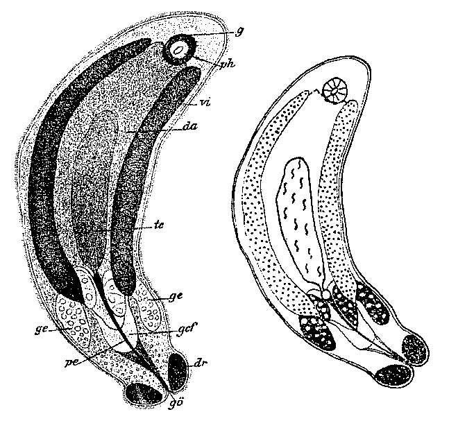 Слика од Collastoma minutum Wahl 1906