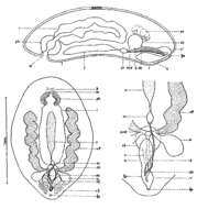 Слика од Collastoma pacificum Kozloff 1953