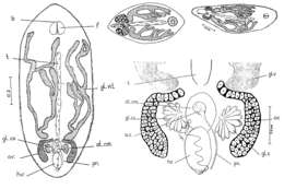 Image of Collastoma wahli Ponce De Leon & Mane-Garzon 1980