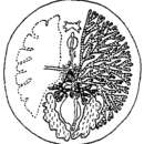 Image of Bicladus metacrini Kaburaki 1925