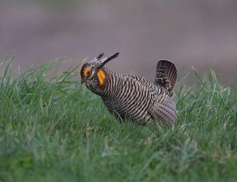 Image of Greater Prairie Chicken