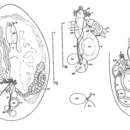 Image of Desmote inops Kozloff 1965