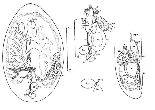 Image of Desmote