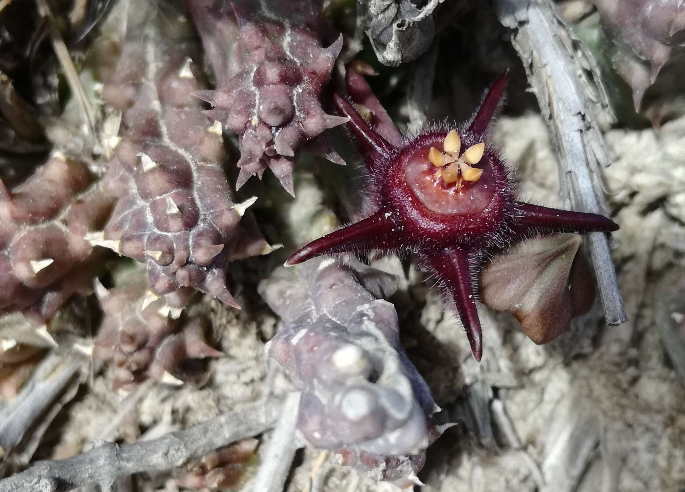 Image de Ceropegia caespitosa subsp. vestita (Meve) Bruyns