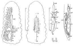 Image of Fallacohospes