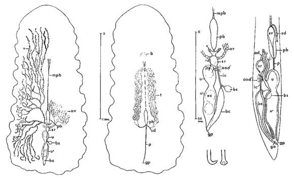 Image of Fallacohospes