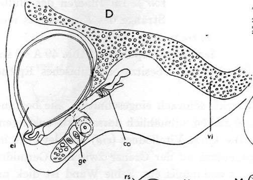 Image of Neoophora