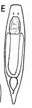 Image of Neoophora