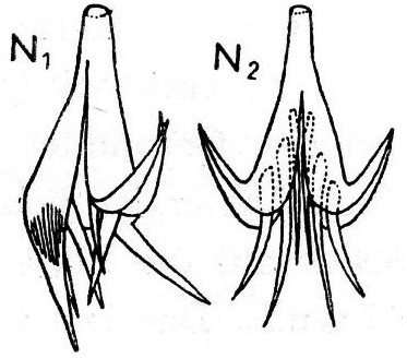 Image de (Castrella) groenlandica