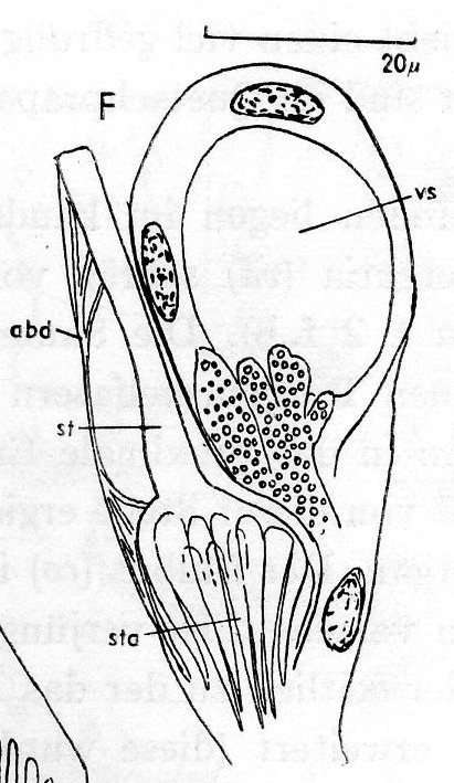 Image of (Nasonoviella)