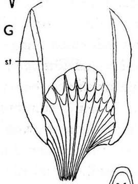 Image of (Nasonoviella)