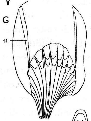 Image de (Nasonoviella)