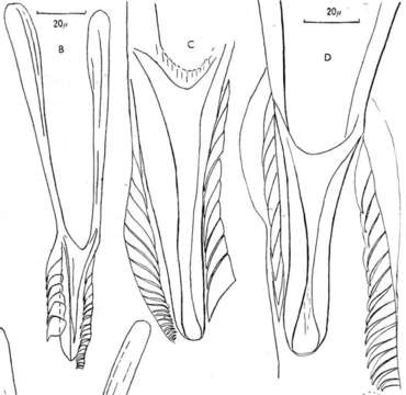 Plancia ëd Microdalyellia brevispina (Hofsten 1911)