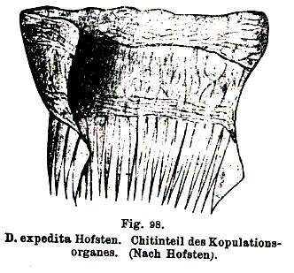 Image of Gieysztoria expedita (Hofsten 1907)