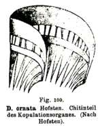 Gieysztoria ornata (Hofsten 1907)的圖片