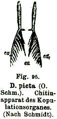 Image of Microdalyellia picta (Schmidt 1848)
