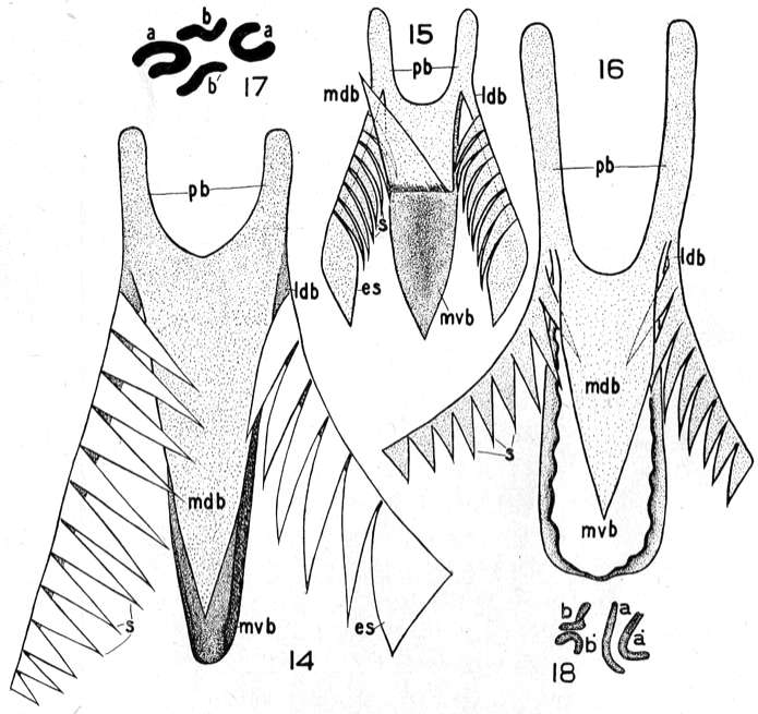 Plancia ëd Microdalyellia rossi (Graff 1911)