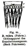 Image of Gieysztoria rubra (Fuhrmann 1894)