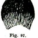 Image de Dalyellia scoparia (Schmidt 1858)