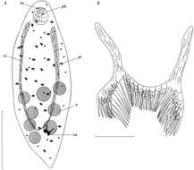 Image of Dalyellia scoparia (Schmidt 1858)