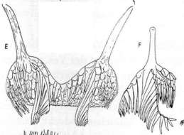 Image of Dalyellia scoparia (Schmidt 1858)