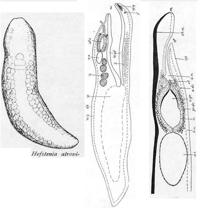 Sivun Hofsteniidae kuva