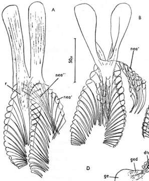 Image of Dalyellia tatrica Gieysztor 1938