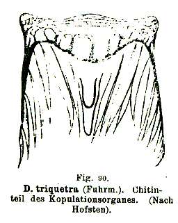 Image of Gieysztoria triquetra (Fuhrmann 1894)