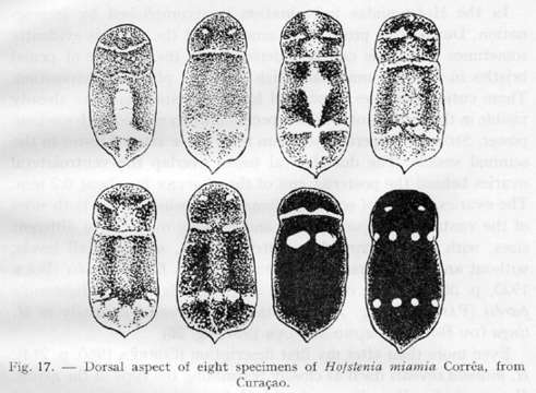 Image of Hofsteniidae