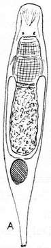 Image of Microdalyellia armigera (Schmidt 1862)