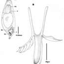 Image of Microdalyellia armigera (Schmidt 1862)