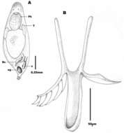 Image of Microdalyellia armigera (Schmidt 1862)