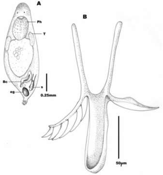 Image of Microdalyellia armigera (Schmidt 1862)