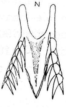 Image of Microdalyellia abursalis (Ruebush 1937)