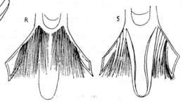 Plancia ëd Microdalyellia arctica (Nasonov 1923)